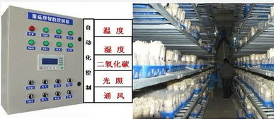 菌菇房环境监测中的温湿度传感器技术运用